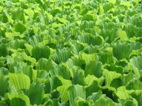 /album/plants/plants-10-jpg/